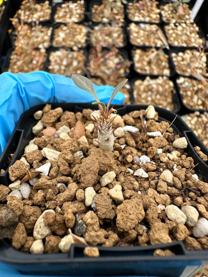 【園主おまかせ・入門株】フォークイエリア・コルムナリス 観峰玉