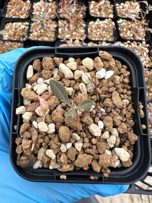 【園主おまかせ・入門株】フォークイエリア・コルムナリス 観峰玉