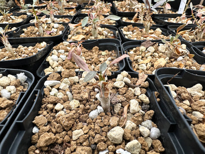 【園主おまかせ・入門株】フォークイエリア・コルムナリス 観峰玉