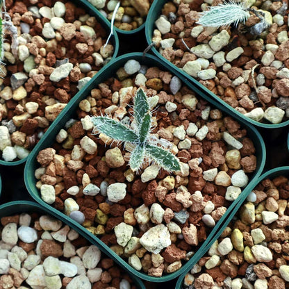 【園主おまかせ・入門株】 ゲチリス・セトーサ Gethyllis setosa【現地株】