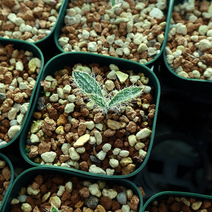 【園主おまかせ・入門株】 ゲチリス・セトーサ Gethyllis setosa【現地株】