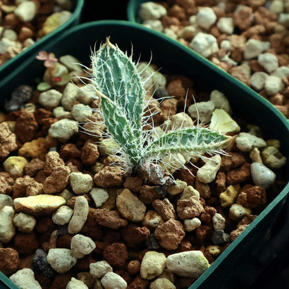 【園主おまかせ・入門株】 ゲチリス・セトーサ Gethyllis setosa【現地株】