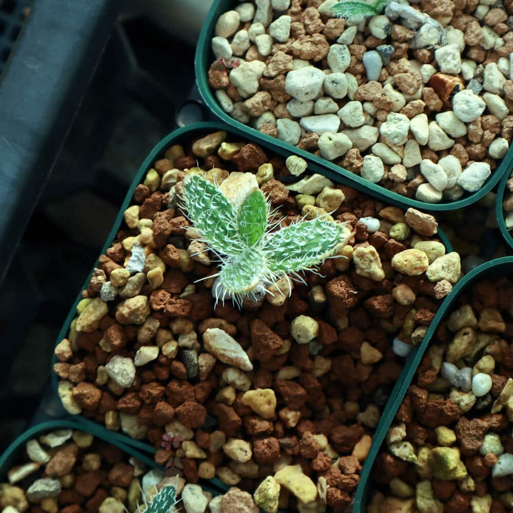 【園主おまかせ・入門株】 ゲチリス・セトーサ Gethyllis setosa【現地株】