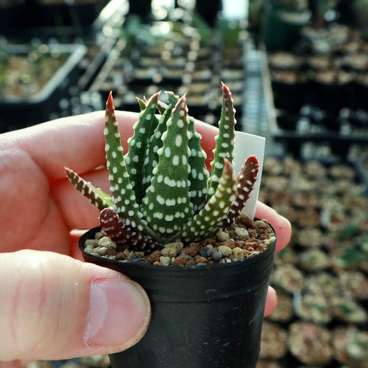 【園主おまかせ・入門株】 ハオルチア・プミラ・ドーナツ Haworthia pumila Donuts