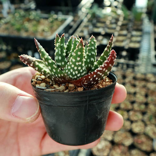 【園主おまかせ・入門株】 ハオルチア・プミラ・ドーナツ Haworthia pumila Donuts