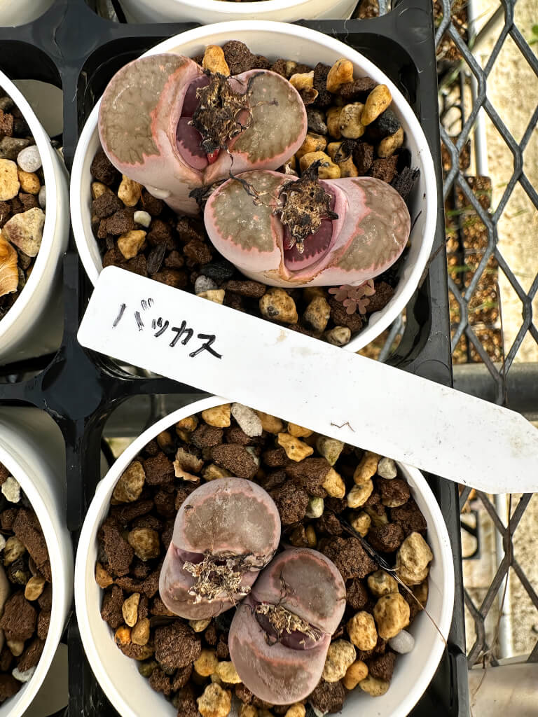 【園主おまかせ・入門株】リトープス・バッカス