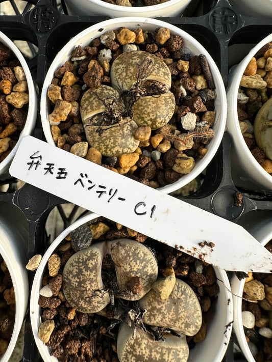 【園主おまかせ・入門株】リトープス・ベンテリー