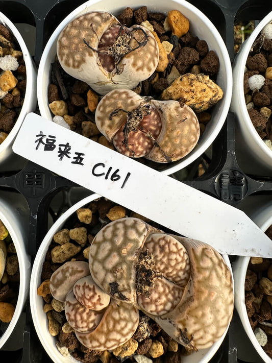 【園主おまかせ・入門株】リトープス・福来玉