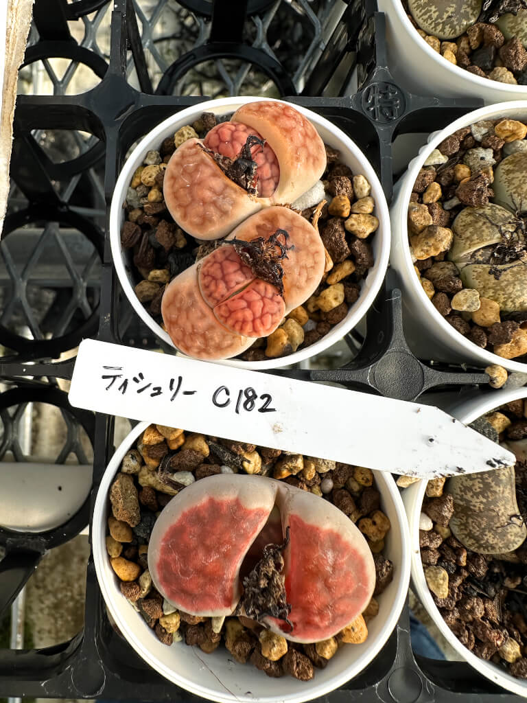 【園主おまかせ・入門株】リトープス・ティシェリー