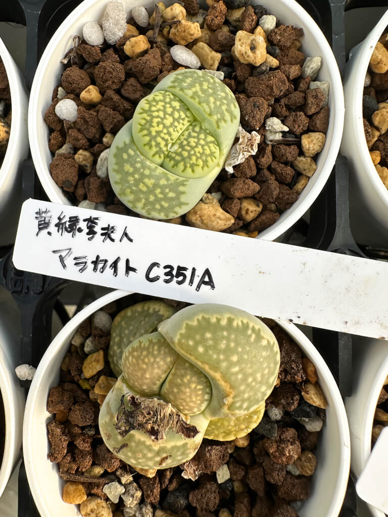 【園主おまかせ・入門株】リトープス・マラカイト