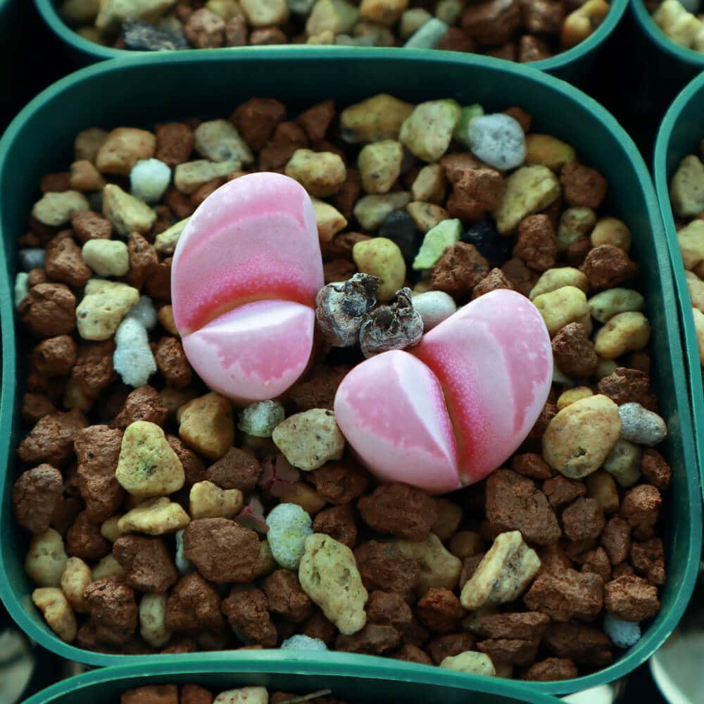 【園主おまかせ・入門株】 リトープス 紅大内玉 Lithops optica Rubra C81A