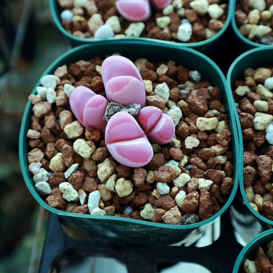 【園主おまかせ・入門株】 リトープス 紅大内玉 Lithops optica Rubra C81A