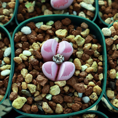 【園主おまかせ・入門株】 リトープス 紅大内玉 Lithops optica Rubra C81A