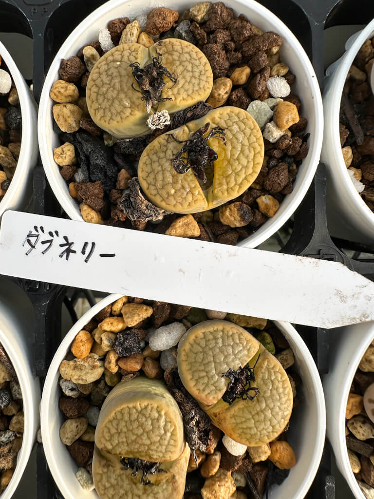 【園主おまかせ・入門株】リトープス・ダブネリー