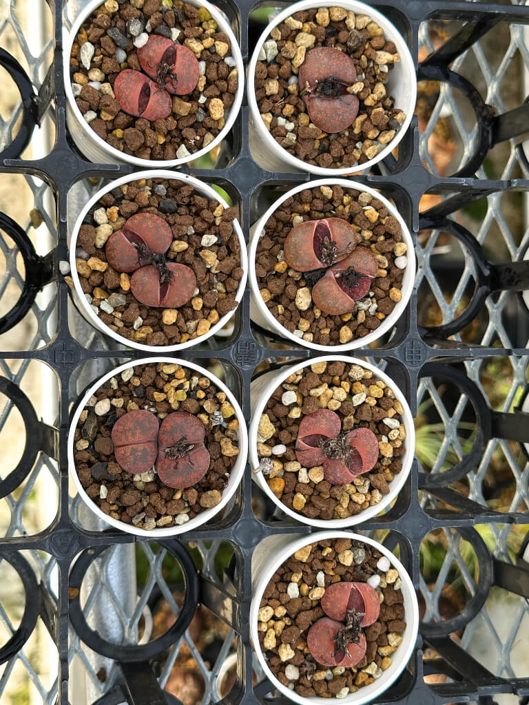 【園主おまかせ・入門株】リトープス・フレッドレッドヘッド