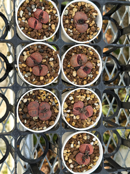 【園主おまかせ・入門株】リトープス・フレッドレッドヘッド