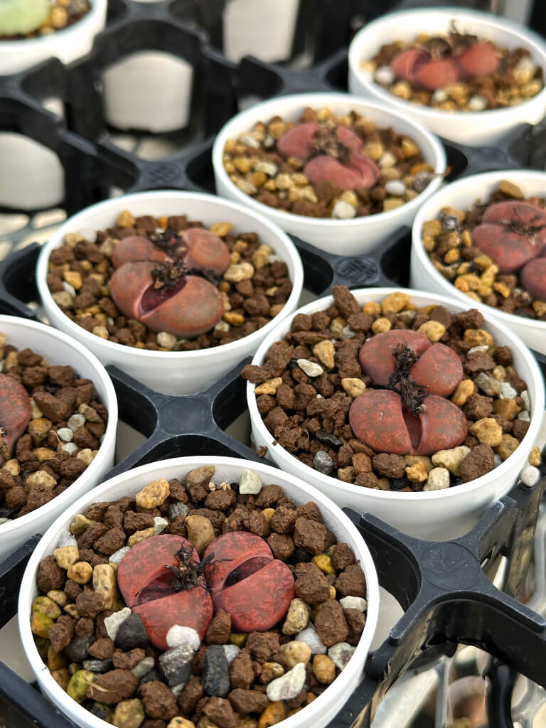 【園主おまかせ・入門株】リトープス・フレッドレッドヘッド