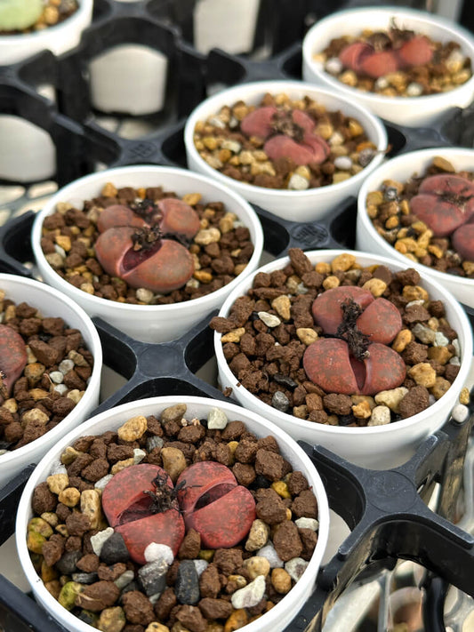 【園主おまかせ・入門株】リトープス・フレッドレッドヘッド