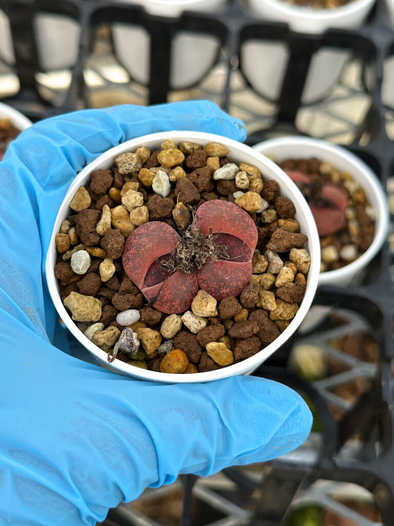 【園主おまかせ・入門株】リトープス・フレッドレッドヘッド