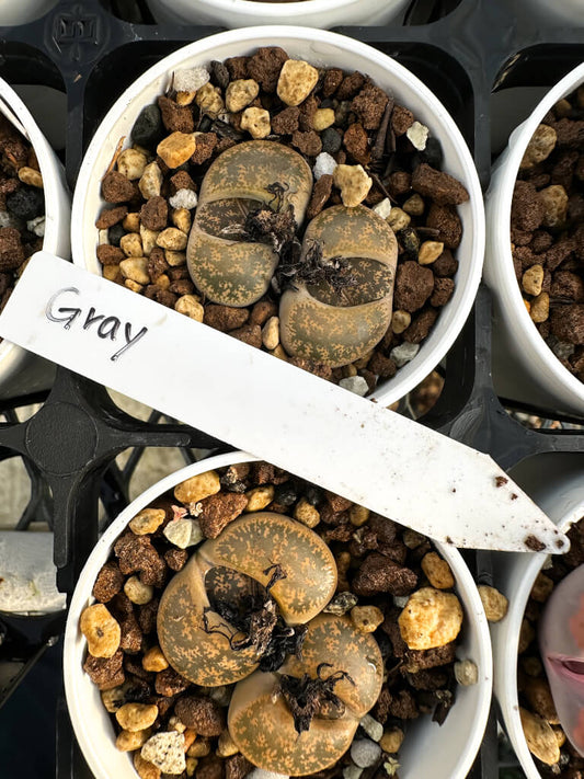 【園主おまかせ・入門株】リトープス・グレイ