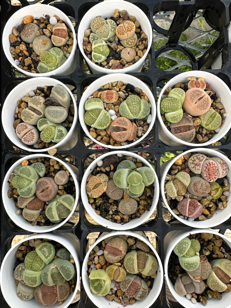 【園主おまかせ・入門株】リトープスMIX