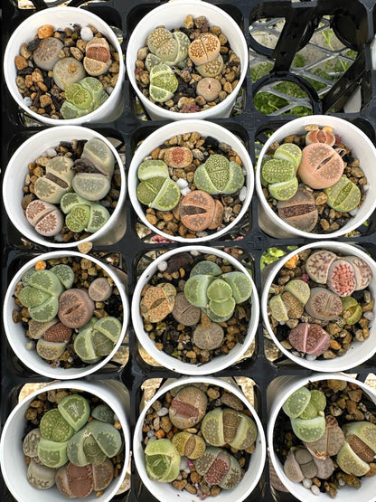 【園主おまかせ・入門株】リトープスMIX