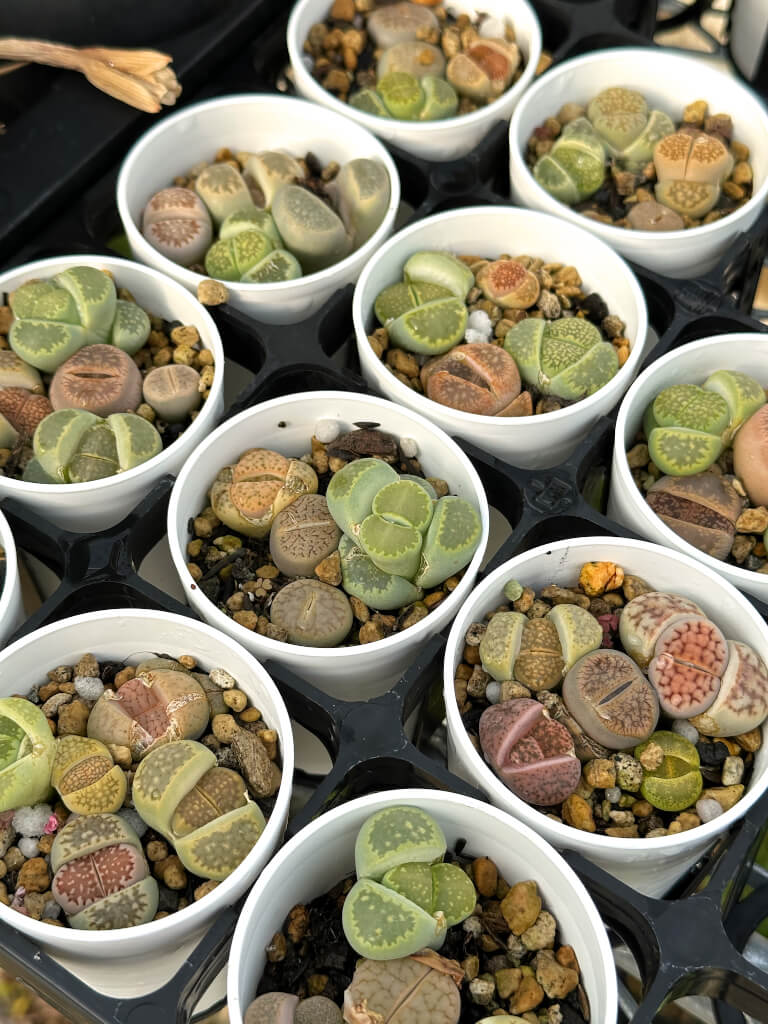 【園主おまかせ・入門株】リトープスMIX