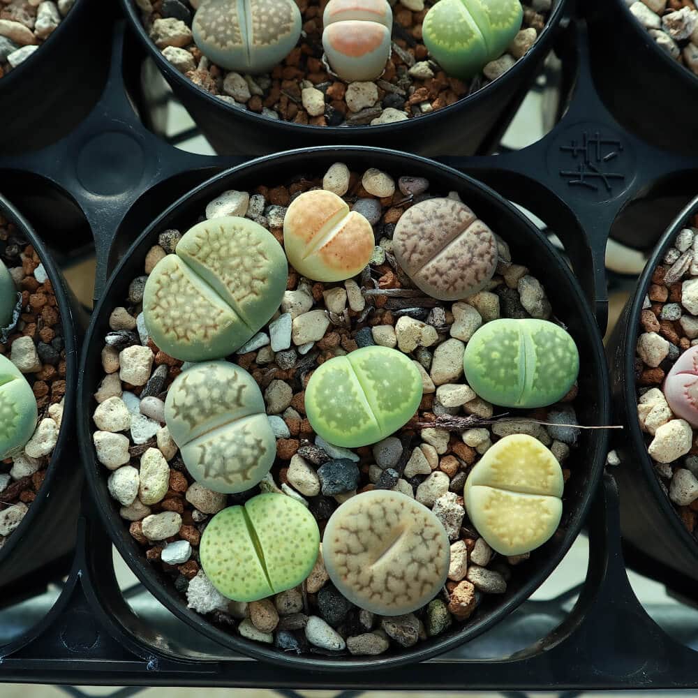 【園主おまかせ・入門株】 リトープスMIX 7~9個入 Lithops MIX