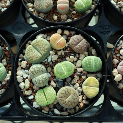 【園主おまかせ・入門株】 リトープスMIX 7~9個入 Lithops MIX