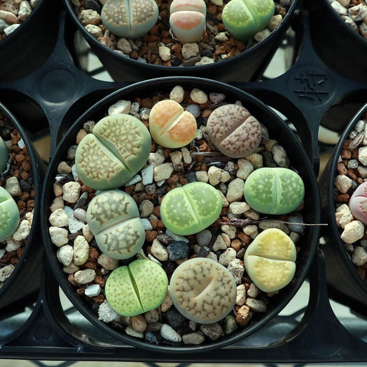 【園主おまかせ・入門株】 リトープスMIX 7~9個入 Lithops MIX