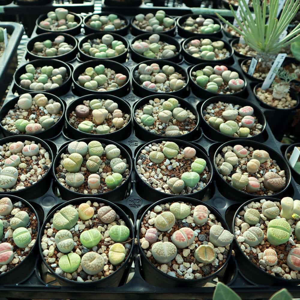 【園主おまかせ・入門株】 リトープスMIX 7~9個入 Lithops MIX