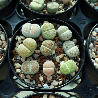 【園主おまかせ・入門株】 リトープスMIX 7~9個入 Lithops MIX