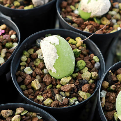 【園主おまかせ・入門株】 ムイリア・ホルテンセ Muiria hortenseae