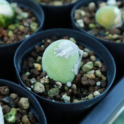 【園主おまかせ・入門株】 ムイリア・ホルテンセ Muiria hortenseae