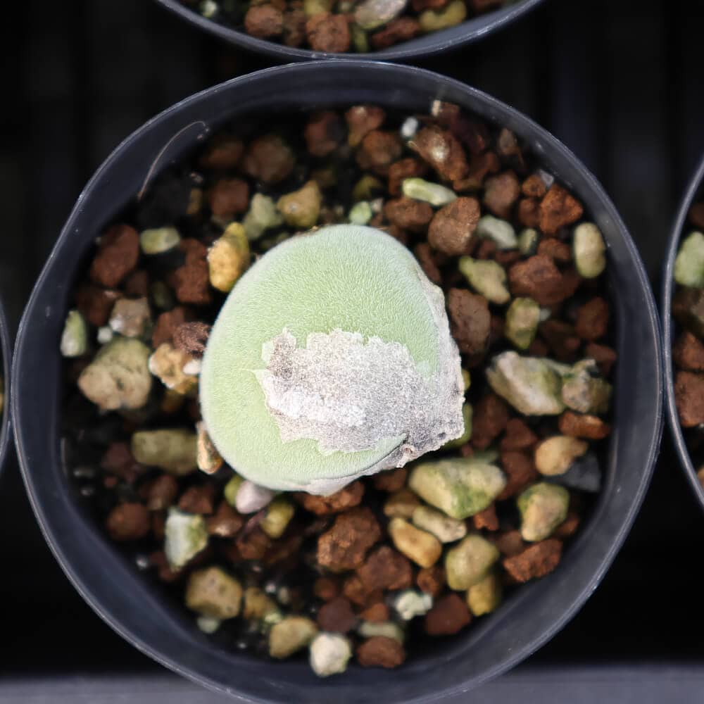 【園主おまかせ・入門株】 ムイリア・ホルテンセ Muiria hortenseae