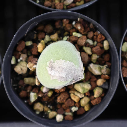 【園主おまかせ・入門株】 ムイリア・ホルテンセ Muiria hortenseae