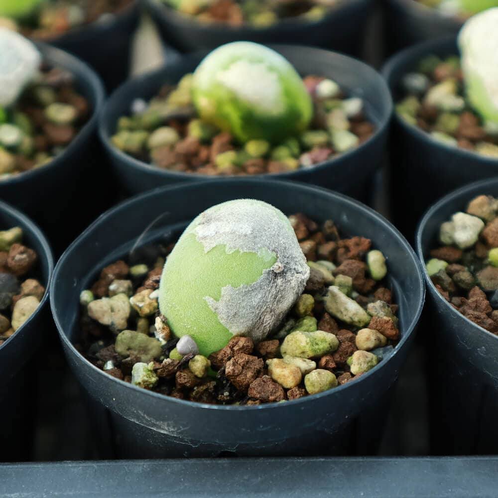 【園主おまかせ・入門株】 ムイリア・ホルテンセ Muiria hortenseae