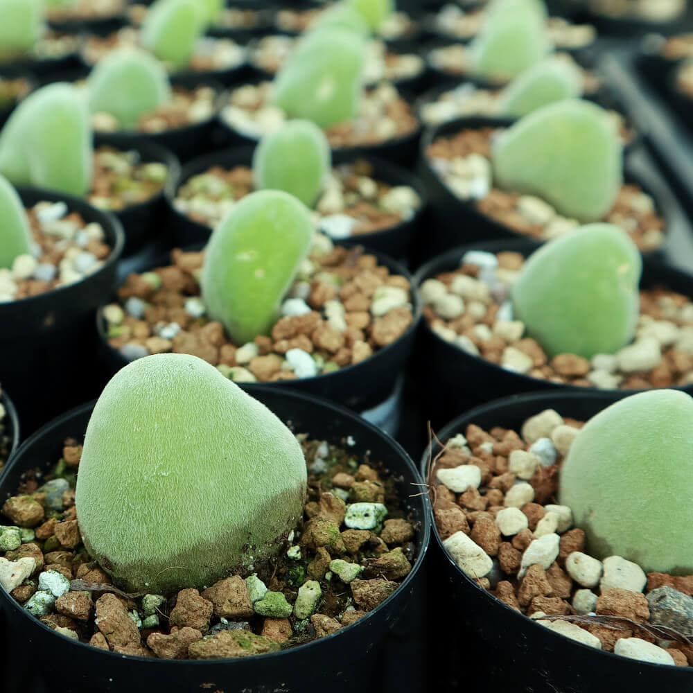 【園主おまかせ・入門株】 ムイリア・ホルテンセ Muiria hortenseae