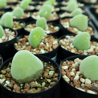 【園主おまかせ・入門株】 ムイリア・ホルテンセ Muiria hortenseae