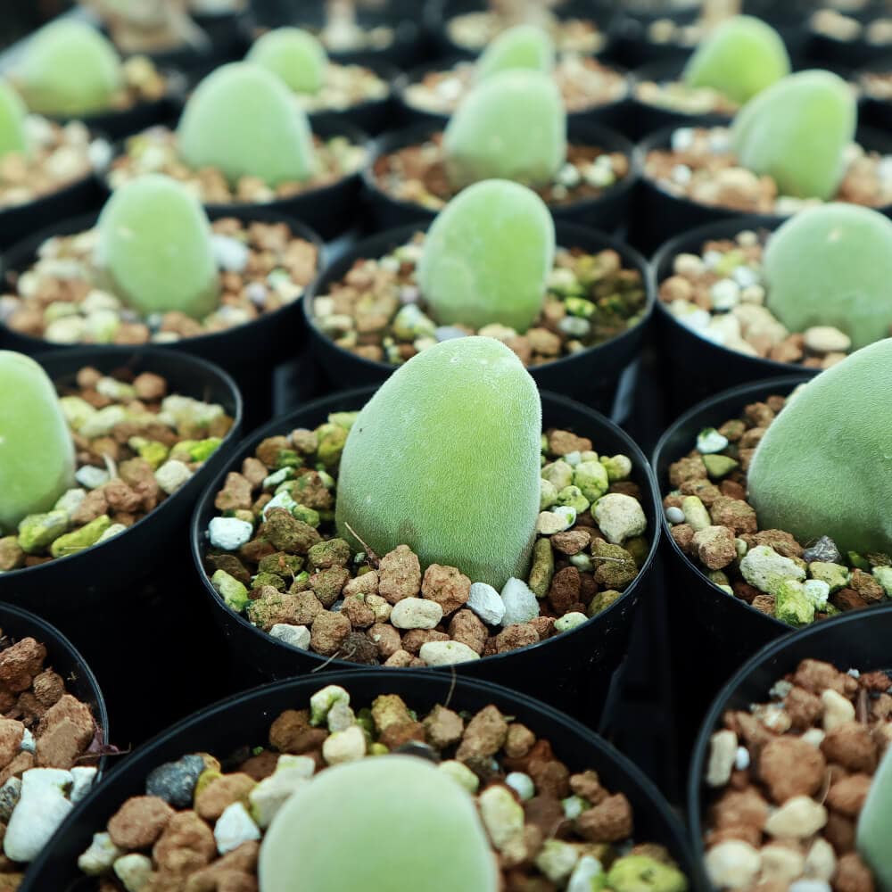 【園主おまかせ・入門株】 ムイリア・ホルテンセ Muiria hortenseae