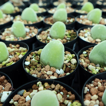 【園主おまかせ・入門株】 ムイリア・ホルテンセ Muiria hortenseae