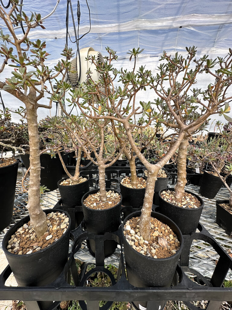 【園主おまかせ・入門株】オトンナ・アルブスクラ