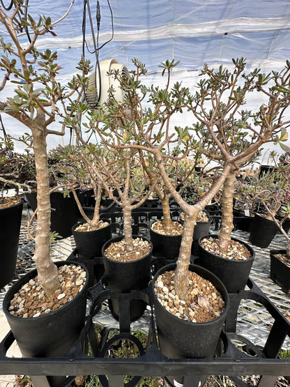 【園主おまかせ・入門株】オトンナ・アルブスクラ