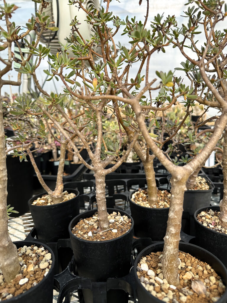 オトンナ　アルブスクラ　大株　灌木　塊根植物 園主おまかせ・入門株】オトンナ・アルブスクラ – プラントブラザーズ