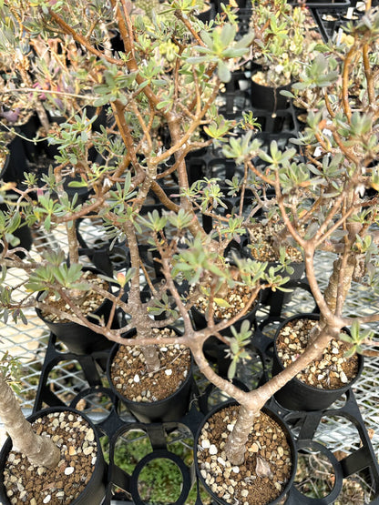 【園主おまかせ・入門株】オトンナ・アルブスクラ