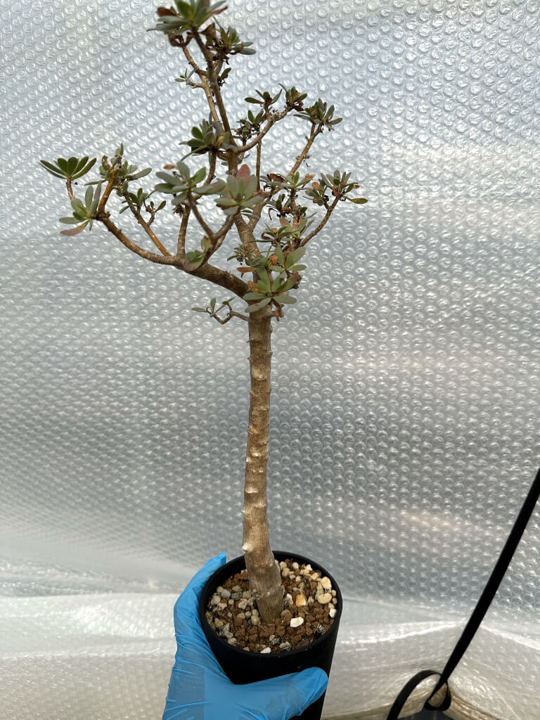 【園主おまかせ・入門株】オトンナ・アルブスクラ