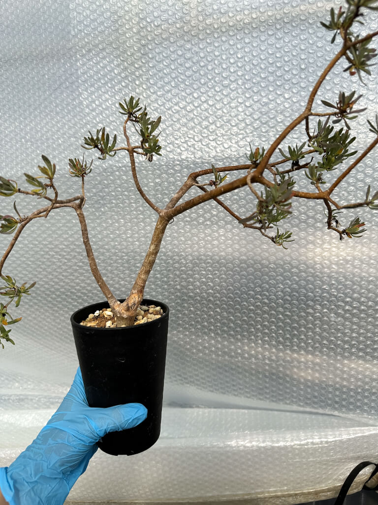 【園主おまかせ・入門株】オトンナ・アルブスクラ