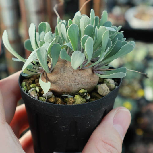 【園主おまかせ・入門株】 オトンナ・カカリオイデス Othonna cacalioides【現地株】