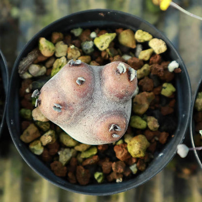 【園主おまかせ・入門株】 オトンナ・カカリオイデス Othonna cacalioides【現地株】