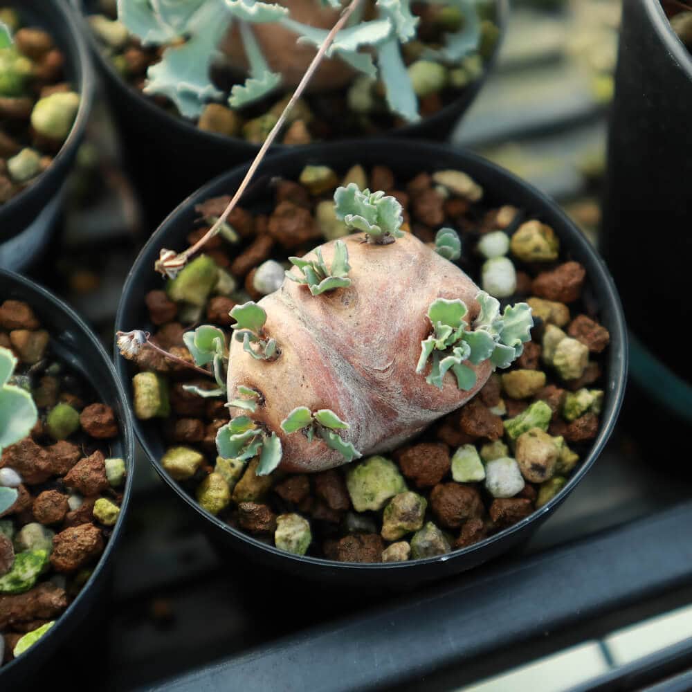 【園主おまかせ・入門株】 オトンナ・カカリオイデス Othonna cacalioides【現地株】